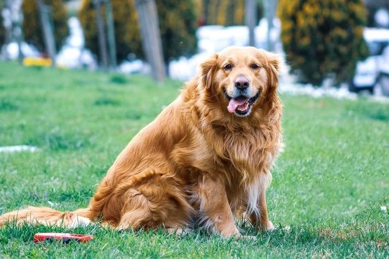 dog-fat