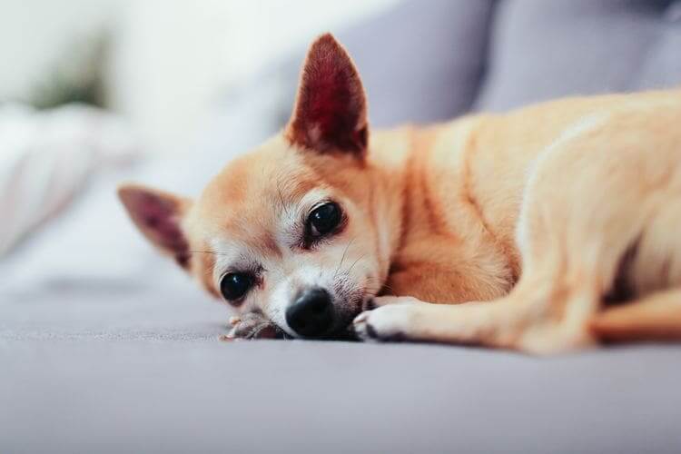dog-Liquidfood