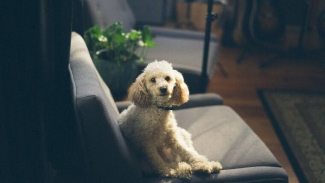 Dog-answering-machine