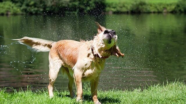 dog-swim