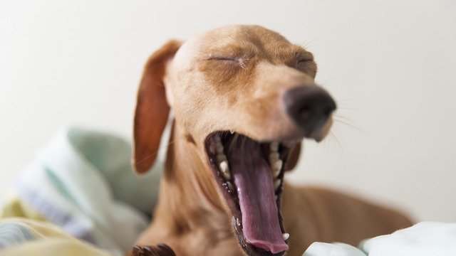 dog-stress