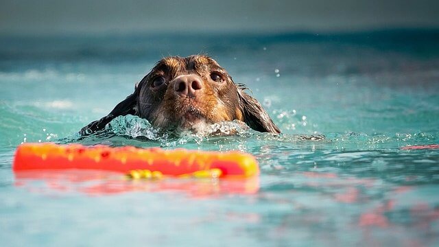 dog-swim