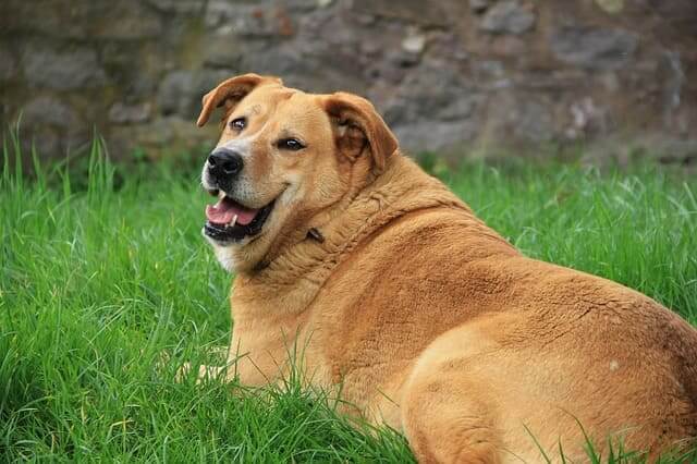 dog-fat