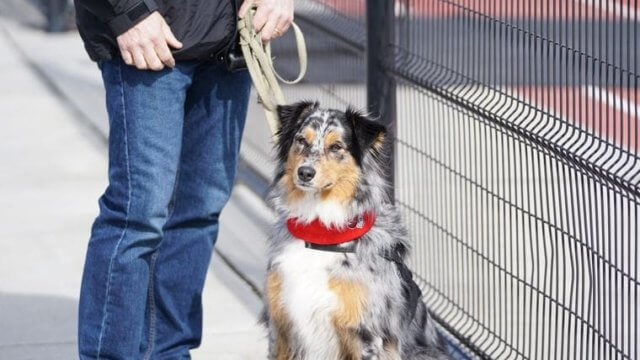 Dog-discipline