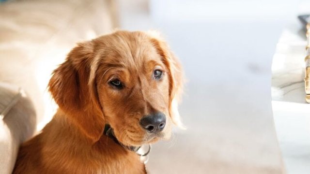 dog-stress