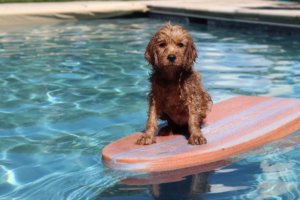 犬も水遊びが大好き!だけど気をつけたい熱中症と水中毒