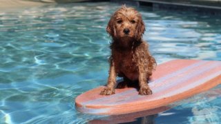 dog-water