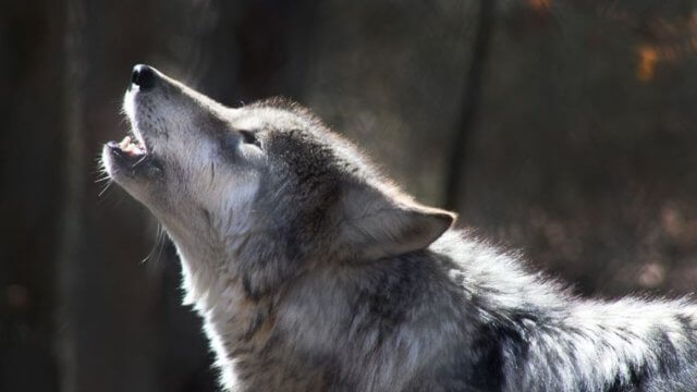 dog- bark