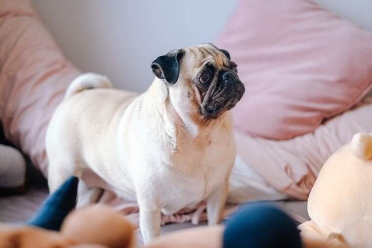 pug