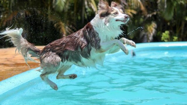 dog-pool