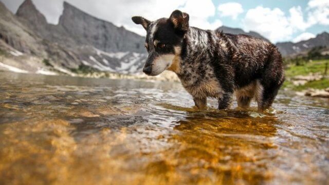 dog-river