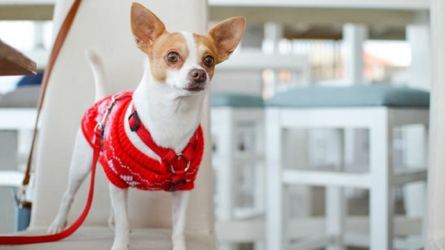 Chihuahua