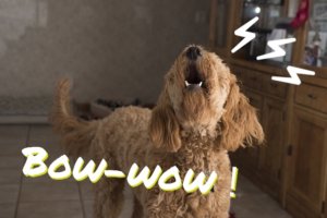 犬が吠える理由とシーン別の対処法!無駄吠えがうるさいと感じる方へ