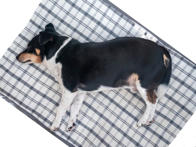 dog-check