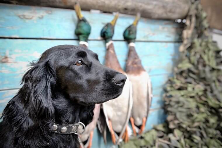 gundog