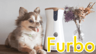 furbo-dogcamera