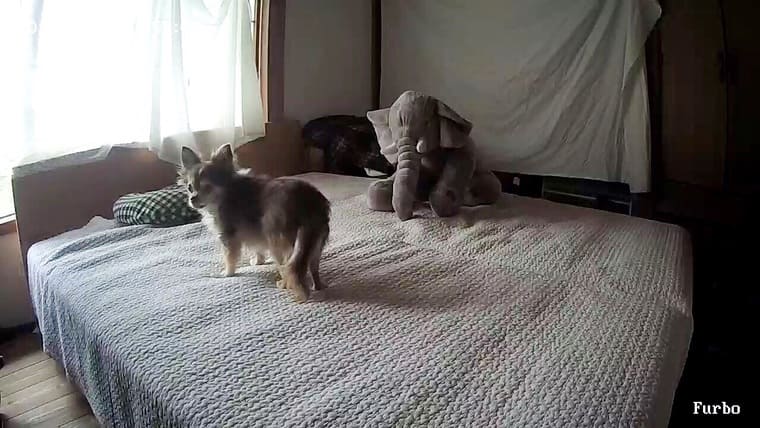 furbo