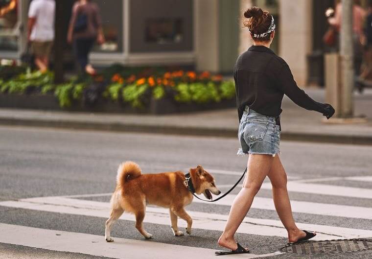 dog-walk