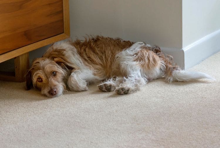 dog