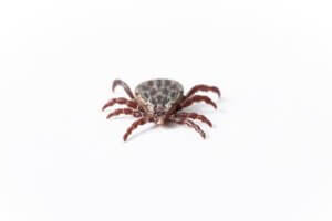tick