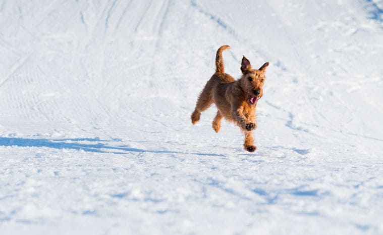 dog-snow