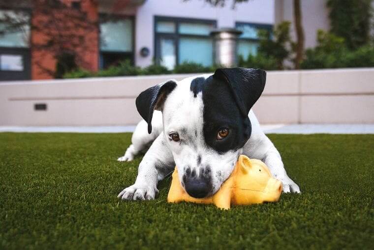 dog-toy