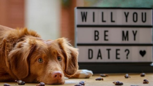 dog-date