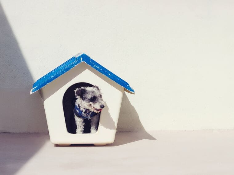 dog-house