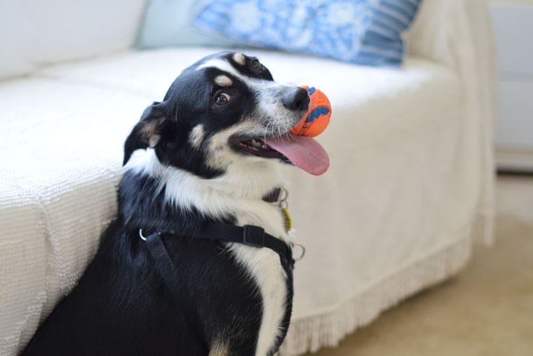 dog-toy