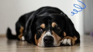 dog-stress