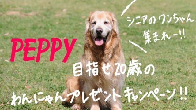 seniordog-peppy