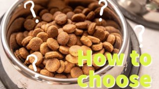 dogfood