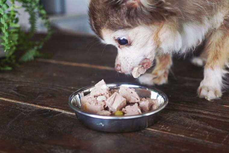 ブッチを食べる犬
