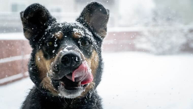 雪まみれの犬