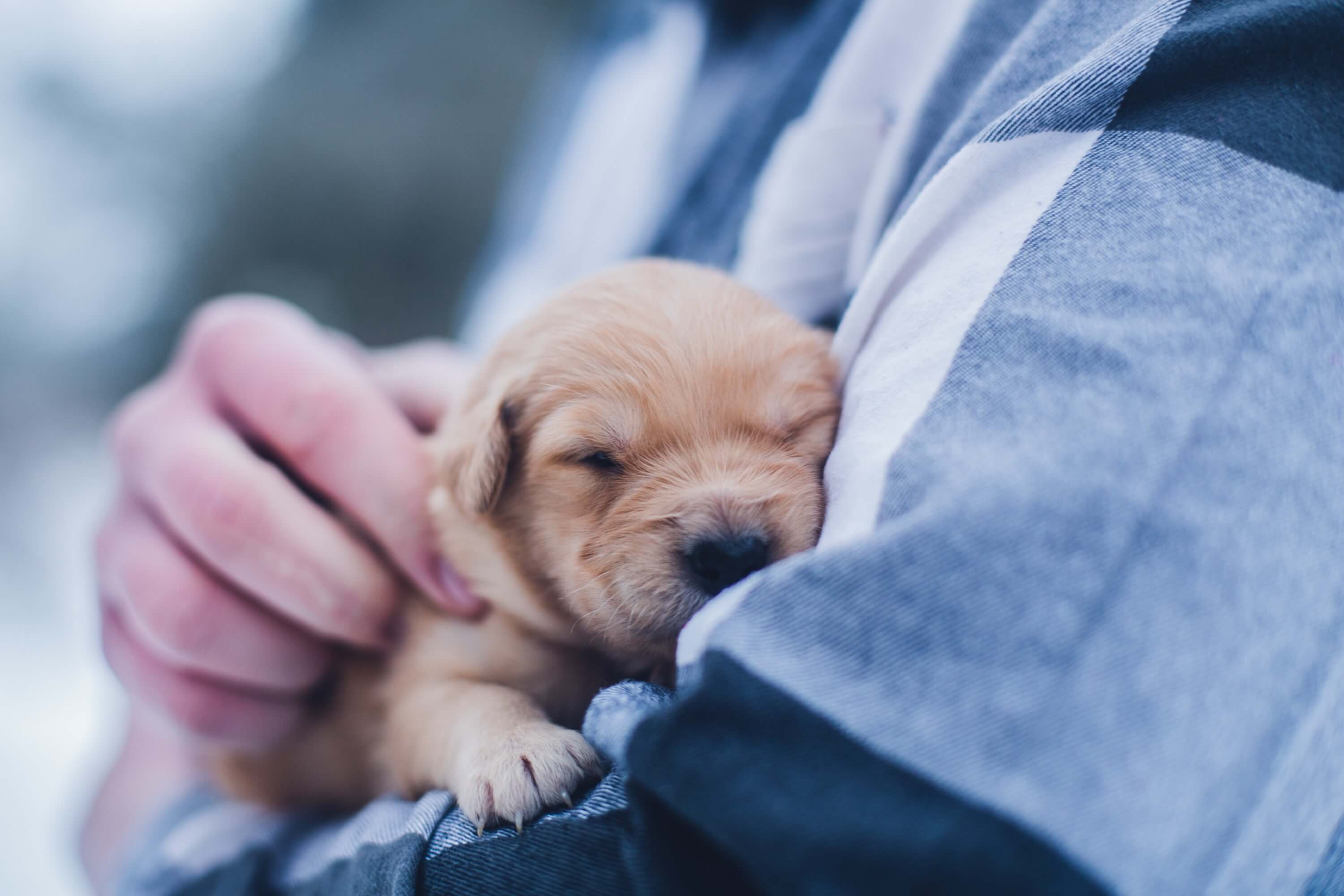 男性に抱かれている子犬