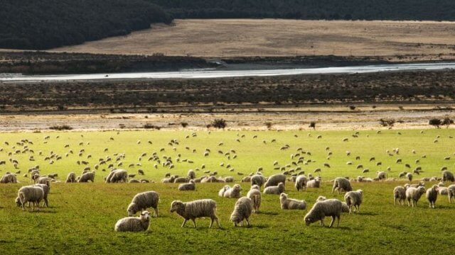 New Zealand