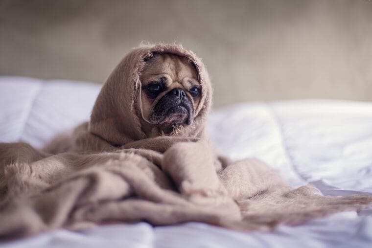 毛布を被った犬