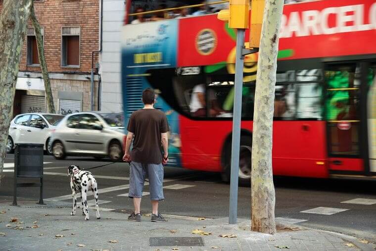 dog-walk